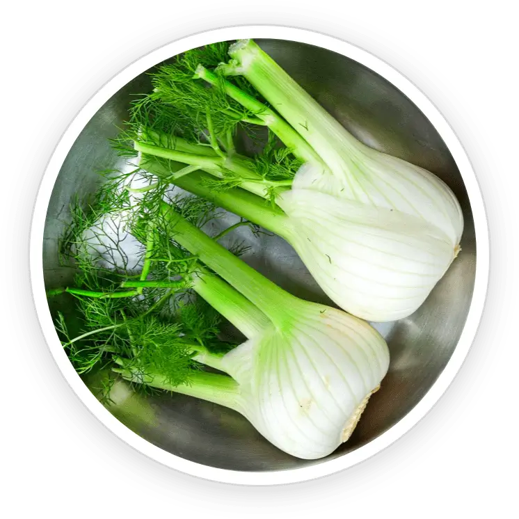 Fennel